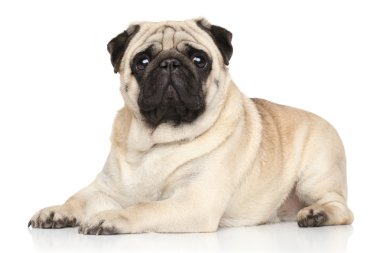 Beyaz arka plan üzerinde yalan pug