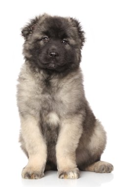Orta Asya çoban köpek