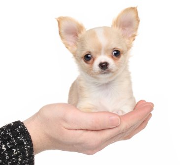 Chihuahua yavrusu