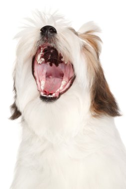 Lhasa Apso yawns beyaz bir arka plan üzerinde