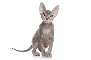 Don sphynx kedi beyaz zemin üzerine
