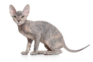 Don sphynx kedi yavrusu