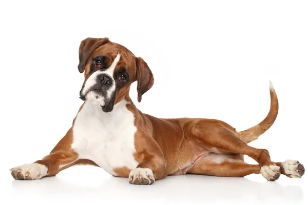 Boxer cane sdraiato su sfondo bianco — Foto Stock