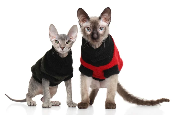 Don Sphynx kittens — Stock Photo, Image