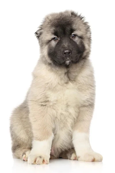 Centrala asiatiska shepherd valp — Stockfoto