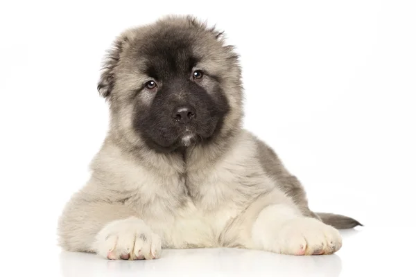 Central Asian Shepherd puppy — Stock Photo, Image