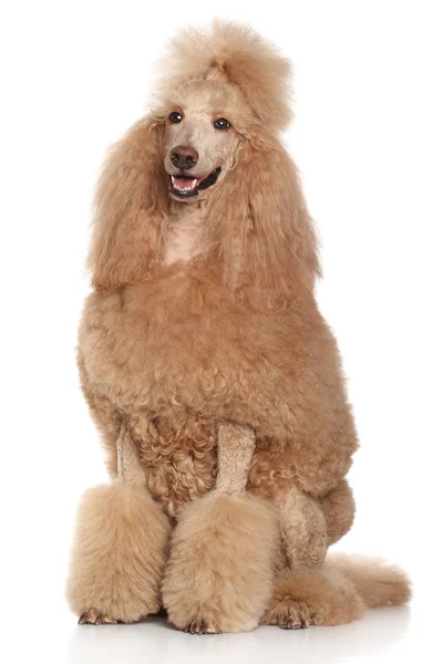 Standart kayısı fino köpeği portre — Stok fotoğraf