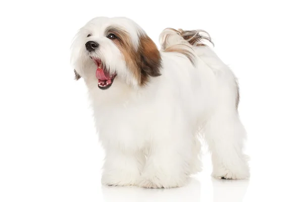 Λάσα Άπσο σκυλί χασμουρητά — Φωτογραφία Αρχείου