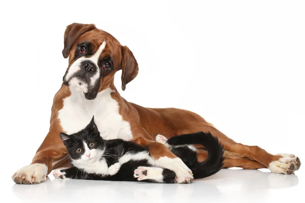 Кіт і собака разом лежать на підлозі — стокове фото