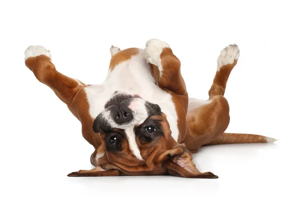 Boxer cão descansando sobre fundo branco — Fotografia de Stock