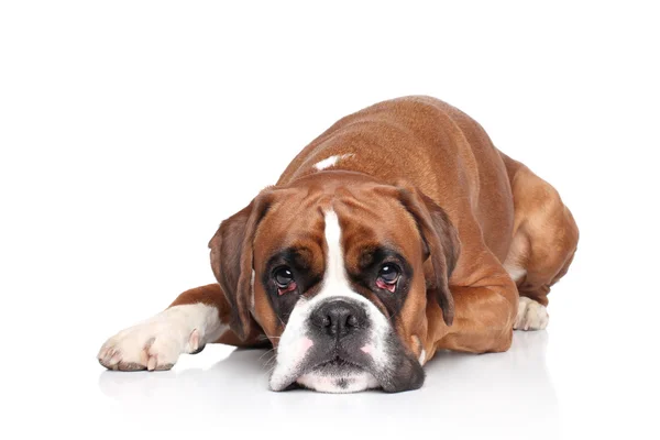 Boxer cão deitado no fundo branco — Fotografia de Stock