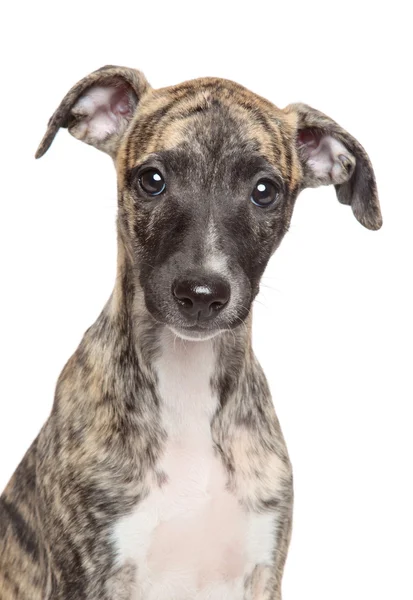 Whippet cachorro sobre fondo blanco — Foto de Stock