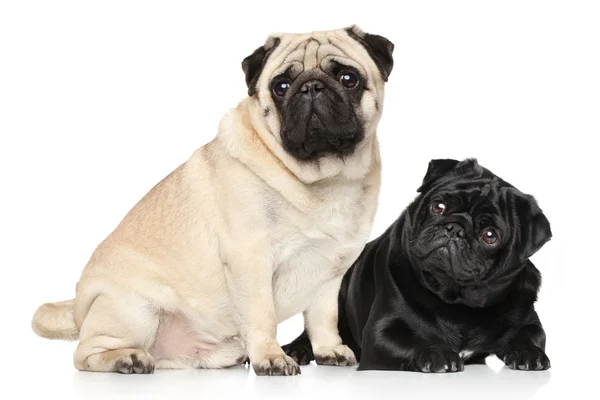 Pugs černá a hnědá — Stock fotografie