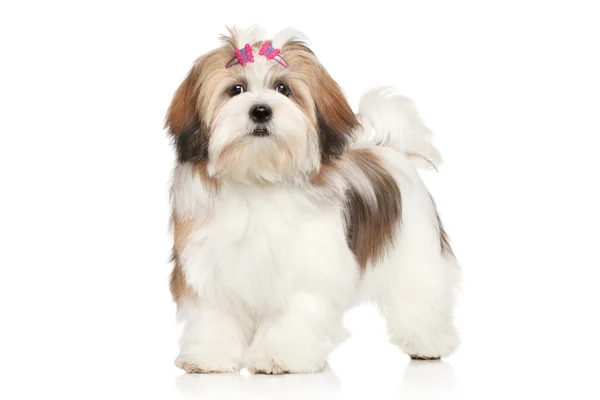 Lhasa Apso porträtt — Stockfoto