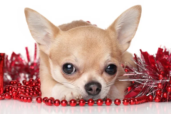 Pes Chihuahua v girlandy — Stock fotografie