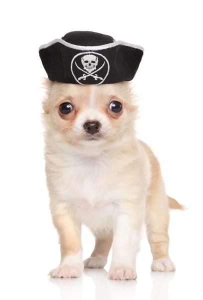 Chihuahua valp i pirat hatt — Stockfoto