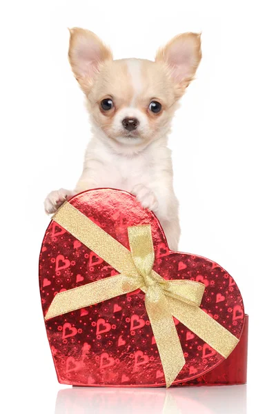 Chihuahua cachorro com coração vermelho — Fotografia de Stock