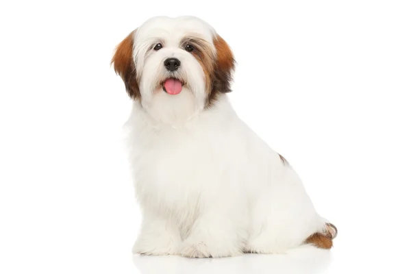 Lhasa Apso frente a un fondo blanco — Foto de Stock