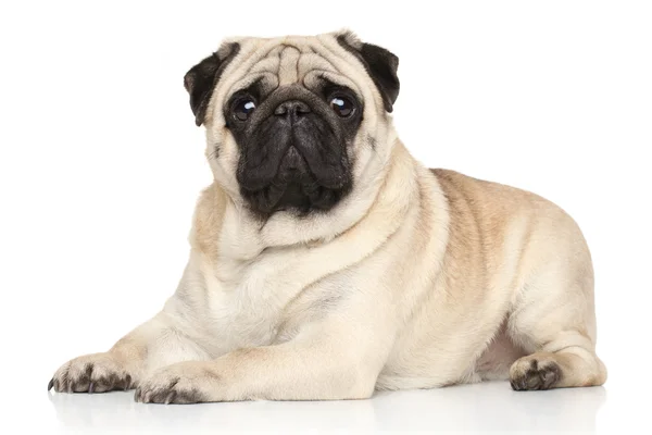 Pug liggend op witte achtergrond — Stockfoto