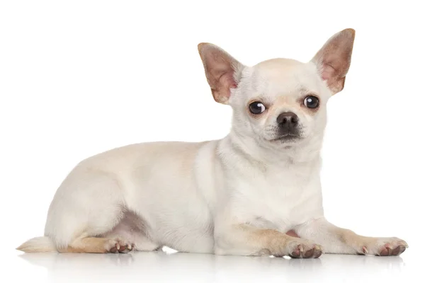 Chihuahua auf weißem Hintergrund — Stockfoto