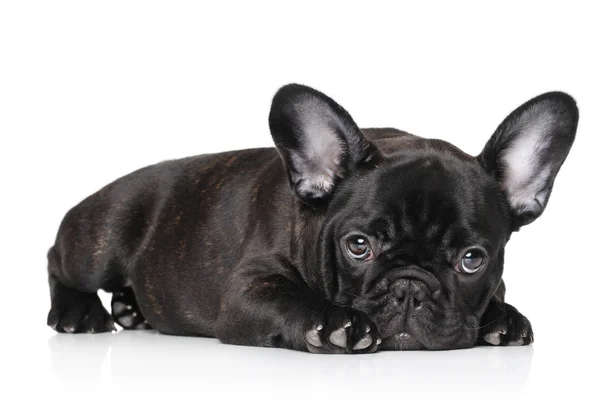 Musta ranskalainen bulldog pentu — kuvapankkivalokuva