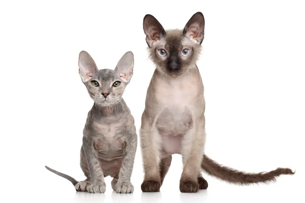 Don Sphynx kittens — Stock Photo, Image