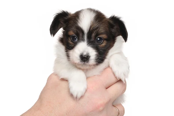 Papillon puppy isolated on white — Stock Photo, Image