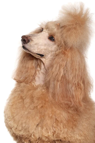 Albicocca Standard Poodle ritratto — Foto Stock