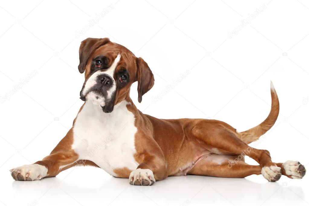 Perro boxer fotos de stock, imágenes de Perro boxer sin royalties |  Depositphotos