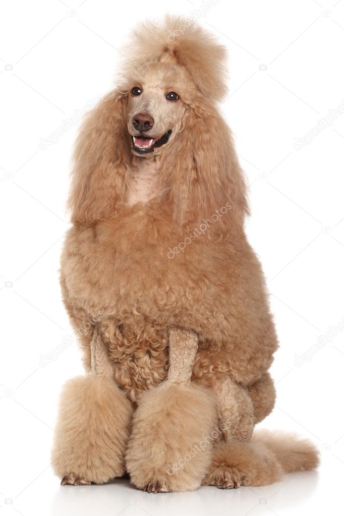 Adult Apricot Standard Poodle Standard Apricot Poodle Portrait