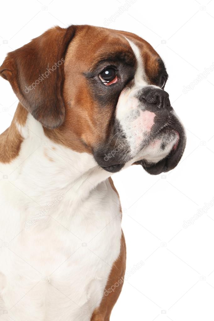Boxer dog on isolated white background