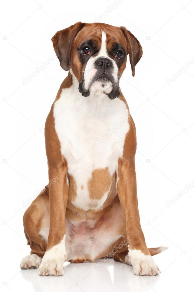Boxer dog on white background
