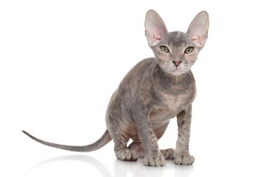 Don sphynx kedi yavrusu