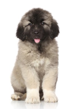 Orta Asya çoban köpek