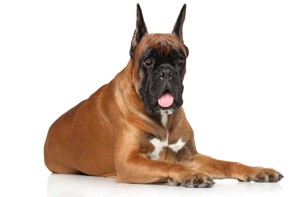 Boxer dog on white background — Stock Photo, Image