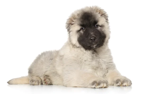 Central Asian Shepherd puppy — Stock Photo, Image