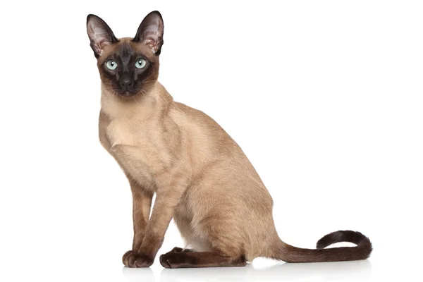 Siamese orientaliska — Stockfoto