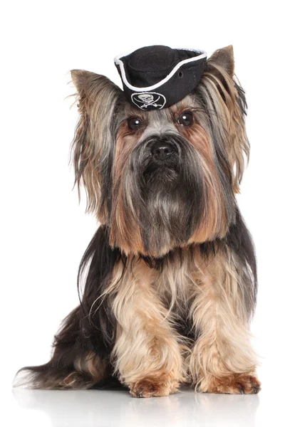 Yorkshire Terrier i carnival pirat hatt — Stockfoto