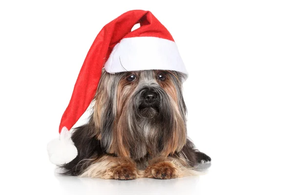 Yorkshire Terrier i Santa Red hat — Stockfoto