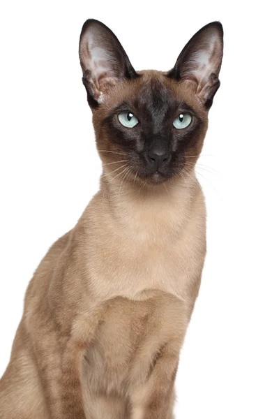 Orientalny kot Syjamski — Zdjęcie stockowe