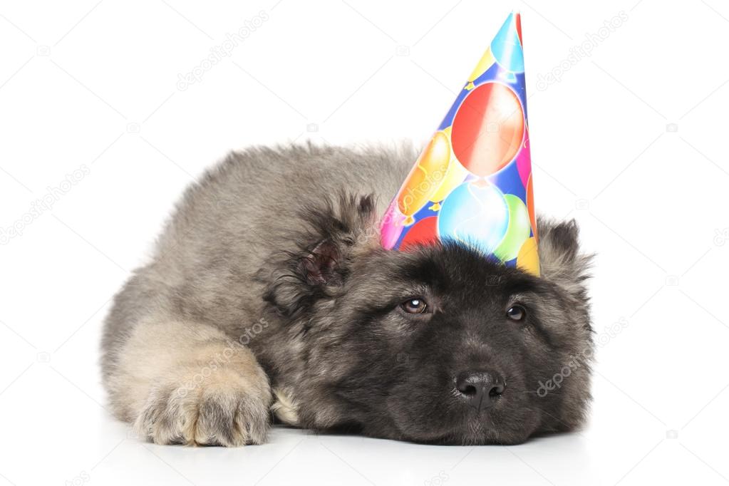 Sad Central Asian Shepherd puppy in party cone