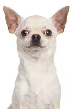 Chihuahua beyaz zemin üzerine