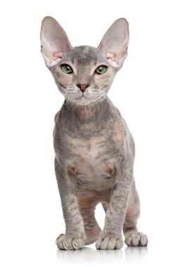Don sphynx kedi yavrusu