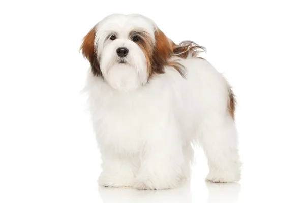 Lhasa apso Porträt — Stockfoto