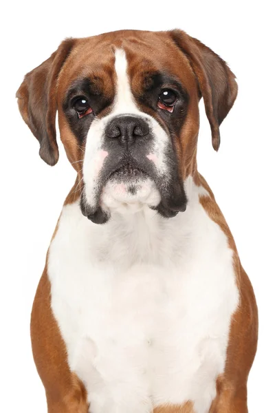 Boxer kutya a elszigetelt fehér háttér — Stock Fotó