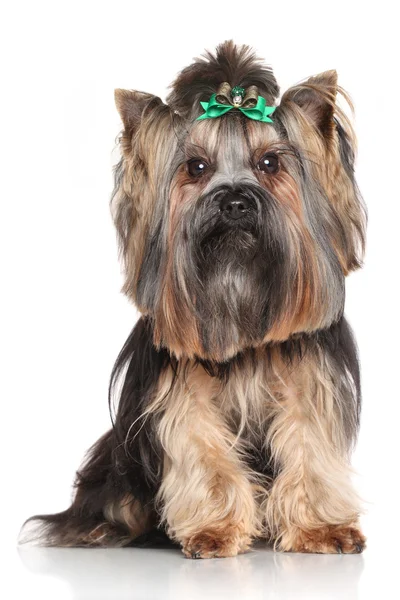 Yorkshire terrier — Zdjęcie stockowe