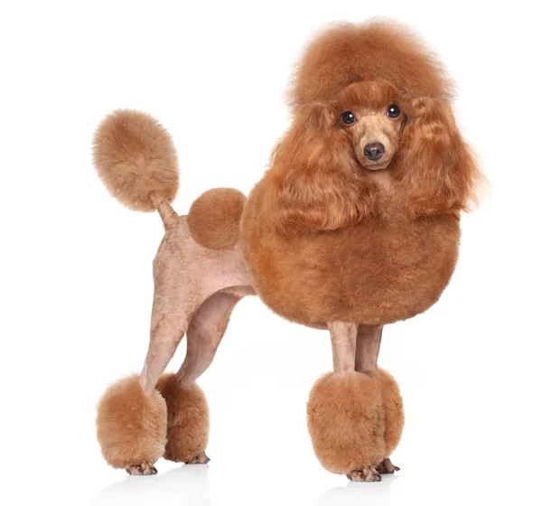 Toy-Poodle на белом фоне — стоковое фото