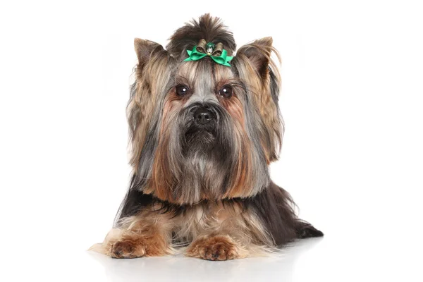 Yorkshire terrier — Foto de Stock