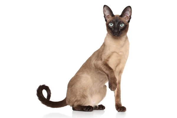 Orientalisk katt — Stockfoto