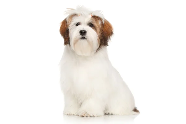 Lhasa Apso sobre um fundo branco — Fotografia de Stock